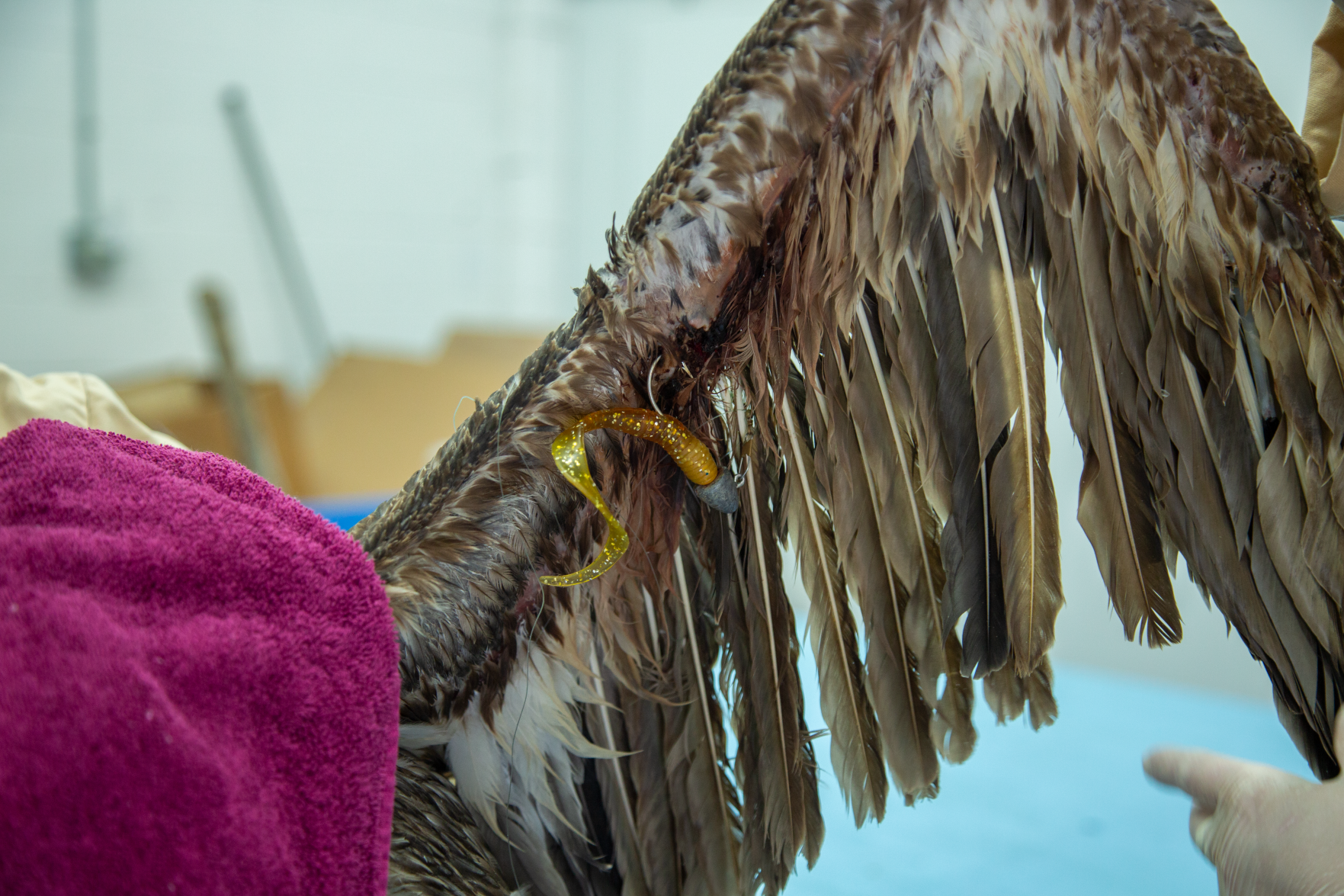 OCAq-SMC-entangled-juvenile-brown-pelican-hook.png